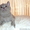британские котята шоу класса - Изображение #1, Объявление #135357