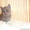 британские котята шоу класса - Изображение #2, Объявление #135357