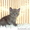 британские котята шоу класса - Изображение #4, Объявление #135357