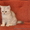 Чистокровные британские котята - Изображение #3, Объявление #135988