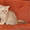 Чистокровные британские котята - Изображение #1, Объявление #135988