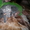 шотландские котята продам - Изображение #1, Объявление #287848