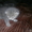 шотландские котята продам - Изображение #4, Объявление #287848