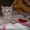 продаю котят шотландской страйт породы - Изображение #1, Объявление #284412