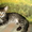 Неповторимый котёнок Матис (1.5 мес.) в добрые руки - Изображение #8, Объявление #340680