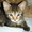 Неповторимый котёнок Матис (1.5 мес.) в добрые руки - Изображение #3, Объявление #340680