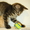 Неповторимый котёнок Матис (1.5 мес.) в добрые руки - Изображение #4, Объявление #340680