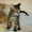 Неповторимый котёнок Матис (1.5 мес.) в добрые руки - Изображение #6, Объявление #340680