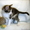 Смышлёный котёнок-малыш Карлос (1,5 мес.) в добрые руки - Изображение #4, Объявление #340681