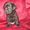 Очаровательные щенки лабрадоры - Изображение #2, Объявление #339439