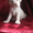 Очаровательные щенки лабрадоры - Изображение #5, Объявление #339439