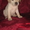 Очаровательные щенки лабрадоры - Изображение #7, Объявление #339439