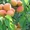 плодовые растения в е, черешня, абрикос, вишня, яблоня, груша, смородина, алы - Изображение #1, Объявление #424827