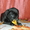 Итальянский кане корсо щенки черного окраса! - Изображение #1, Объявление #419987