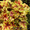 плодовые растения саженцы,  рассада,  многолетники,  все для дачи,  лук севок,   #424846