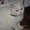 британские,шотландские вислоухие плюшевые котята - Изображение #2, Объявление #270030