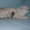 британский кот  на вязку #444164