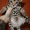 Бенгальские котята "мини леопардики" - Изображение #3, Объявление #438072