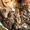 Бенгальские котята "мини леопардики" - Изображение #4, Объявление #438072