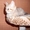 Котята шотландской вислоухой кошки - Изображение #1, Объявление #512092