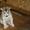 Продаю щенков Аляскинского маламута - Изображение #2, Объявление #451086