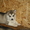 Продаю щенков Аляскинского маламута - Изображение #5, Объявление #451086