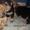 Шарпея щенки от двукратного чемпиона России - Изображение #4, Объявление #558768