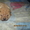 Шарпея щенки от двукратного чемпиона России - Изображение #2, Объявление #558768