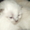 маленькие котята породы рэгдолл - Изображение #3, Объявление #533008