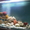 Обслуживание аквариумов,оформление и консультации - Изображение #1, Объявление #520382