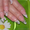 Укрепление ногтей Биогелем, наращивание ногтей гелем - на дому - Изображение #2, Объявление #583709