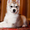 продается щенок сибирский хаски девочка, окрас серо-белый. #600712