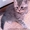 Продам котят шотландской породы скотиш-страйт - Изображение #1, Объявление #641143