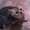 Продам котят шотландской породы скотиш-страйт - Изображение #2, Объявление #641143