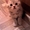 Продам котят шотландской породы скотиш-страйт - Изображение #3, Объявление #641143