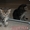 Шотландские котята с хорошей родословной - Изображение #2, Объявление #653151