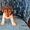 Милые щеночки джек рассела - Изображение #1, Объявление #662032