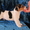 Милые щеночки джек рассела - Изображение #5, Объявление #662032