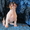 Милые щеночки джек рассела - Изображение #6, Объявление #662032