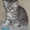 Шотландские котята с хорошей родословной - Изображение #4, Объявление #653151