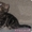 Шотландские котята с хорошей родословной - Изображение #5, Объявление #653151