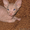 продам красивых котят донского сфинкса - Изображение #1, Объявление #712371