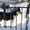 Щенков аляскинского маламута - Изображение #1, Объявление #726446