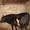 Продаю быка на племя или на мясо - Изображение #2, Объявление #728646