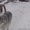 Продаю щеночков Аляскинского маламута - Изображение #7, Объявление #817146