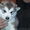 Продаю щеночков Аляскинского маламута - Изображение #3, Объявление #817146