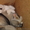 Продаю щеночков Аляскинского маламута - Изображение #1, Объявление #817146