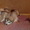 Продаю щеночков Аляскинского маламута - Изображение #2, Объявление #817146