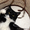 Коты Гиганты породы Мейн Кун - Изображение #4, Объявление #1201519