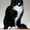Коты Гиганты породы Мейн Кун - Изображение #2, Объявление #1201519